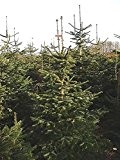 50 Samen der ''echten Nordmanntanne'' -Abies nordmanniana- -Beliebtester Weihnachtsbaum- >Frisches Saatgut