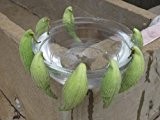 50 + Samen der -Papageienpflanze- *Asclepias syriaca* >Echte Winterharte Seidenpflanze