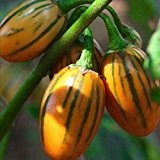 50 Samen / DIY Hausgarten Pflanze, Solanum aethiopicum Afrikanische Auberginen Gemüsesamen packen