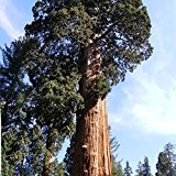50 Samen Giant Sequoia Mammutbaum Samen Selten
