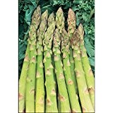 50 Samen Grüner Spargel Asparagus officinalis 'Mary Washington' USA Import