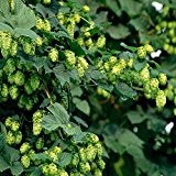 50 Samen / pack HOPS - Humulus lupulus - Seeds - Ihr eigenes Bier Heute brauen - Kosten Jahr für ...