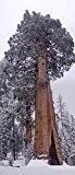 50 Samen Riesen-Mammutbaum -Sequoiadendron giganteum- ★ ★ ★ DER GIGANT UNTER DEN BÄUMEN ★ ★ ★