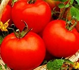 50 Samen Weinberg Tomate "Hellfrucht", Rispentomate, sehr ertragreich