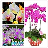 50 Stück 19 Arten Mehrere Farben-Schmetterlings-Orchideen-Samen Balkon Bonsai Seed für DIY Garten #JOYSZO