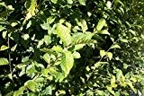50 Stück Carpinus betulus - (Hainbuchen - Weißbuchen) Heckenpflanzen im Topf 30 - 50 cm