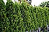 50 Stück Lebensbaum Smaragd Containerware 80-100 cm hoch - Thuja occidentalis Smaragd im Sparpaket floranza®