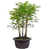 50 Stück Metasequoia Bonsai-Baum Urweltmammutbaum 200 große Kirschtomatensamen als Geschenk beste Bonsai Blumensamen für Hausgarten schicken