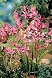 50 stück "Nerine Bowdenii" (Kleine Gartenamaryllis) - Blumenzwiebeln aus Holland - Versandfrei