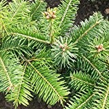 50 Stück Nordmanntanne Weihnachtsbaumpflanze als Wurzelware 4.jährig15-25 cm