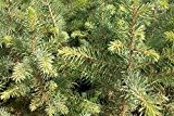 50 Stück Picea omorika - (Serbische Fichte)- Wurzelware 30-60 cm 4 jährig