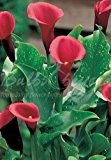 50 Zantedeschia "Majestic Red" (Calla/Arum) Knollen / Blumenzwiebeln aus Holland - Versandfrei