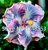 500 PC / bag Spezielle seltene Farbe Hibiskussamen Blumensamen Sementes De Flores Pflanzen - Mix seltene tropische Hibiscus Pflanze Bonsai