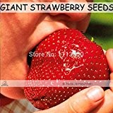 500 Samen / Pack, Super-Riesen Erdbeere-Frucht-Samen Apple-Sized-Hausgarten