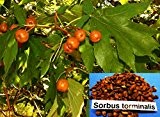 500 Samen Sorbus torminalis, Elsbeere, Baum des Jahres 2011