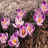 50pcs / bag, Crocus sativus Samen, Topf Samen, Blumensamen, die komplette Vielzahl, die angehende Rate 95%, (Mischfarben)