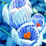 50pcs / bag Crocus sativus Samen Topfblumen Saatgutvarietät Komplette Bonsai Safrankrokus Die Budding Rate 95% (Mischfarben)