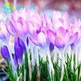 50pcs / bag Crocus sativus Samen Topfblumen Saatgutvarietät Komplette Bonsai Safrankrokus Die Budding Rate 95% (Mischfarben)