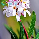 50pcs / bag Plumeria (Frangipani, Hawaiikette Blume) Samen Seltene exotische Blumensamen Egg Blumensamen