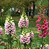 50pcs Fingerhut-Pflanzen-Samen Garten Digitalis Purpurea Blume