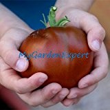 50pcs / lot Frische Rare Black Prince Tomate Seeds 100% Bio-NON-GMO Obst Gemüsesamen-Hausgarten Bonsai Pflanze