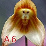 50PCS / Lot Rare-Affe-Gesichts-Orchidee Blumensamen Ältere Phalaenopsis Pflanze Bonsai Home Garten Supplies