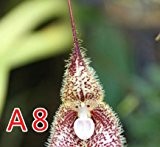 50PCS / Lot Rare-Affe-Gesichts-Orchidee Blumensamen Ältere Phalaenopsis Pflanze Bonsai Home Garten Supplies