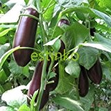 50pcs / lot Schwarz Lila Lange Aubergine-Samen Gemüsesamen Startseite gardn DIY Pflanze Gemüse Essbare Pflanze
