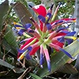 50pcs neue Riesen-Bromelien, seltene Tehuacan Bromelie saftig Kaktus Samen, lebendige türkis Blumen Bonsai für Hausgarten