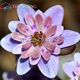 50pcs Regenbogen Hepatica Nolilis Samen Schöne Blumensamen Topfpflanze DIY Hausgarten