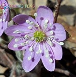 50pcs Regenbogen Hepatica Nolilis Samen Schöne Blumensamen Topfpflanze DIY Hausgarten