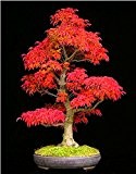 50pcs Samen / Beutel Mini Schöne Red Maple Bonsai Samen Garten DIY Bonsai Ahorn-Samen