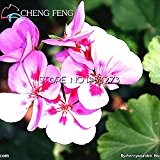 50pcs schöne Pflanze Bonsai Blumensamen African Red Lila Mini Sky Blue Violet Samen Seltene Jardin Zimmerpflanzen Samen geben Schiff frei