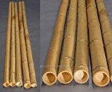 5er Set Bambusstange gelb, Moso Bambus, gebleicht, Durch. 8- 9cm, Länge 300cm (BAYS3008)