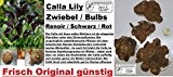 5x Calla Lilien Knolle Renoir Original Garten Blume Pflanze Frisch Schwarz/Rot R24