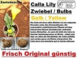 5x Calla Lilien Zwiebel Knolle Original Garten Blume Pflanze Neu Frisch Gelb R20