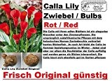 5x Calla Lilien Zwiebel Knolle Original Garten Blume Pflanze Neu Frisch Rot R21