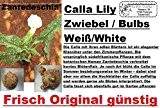 5x Calla Lilien Zwiebel Knolle Original Garten Blume Pflanze Neu Frisch Weiß R18