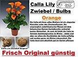 5x Calla Lilien Zwiebel Knolle Original Garten Blume Pflanze Neu Orange R23