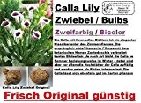 5x Calla Lilien Zwiebel Knolle Original Garten Blume Pflanze Neu Zweifarbig R22
