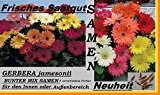 5x Gerbera jamesonii bunter MIX Samen Blumen Innen-Außenbereich Pflanze Blume Rarität Neu 2016 #194