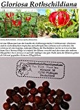 5x Gloriosa Rothschildiana Gloriosa Superba Ruhmeskrone Tigerklaue Saatgut Samen Garten Neu #13