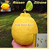 5x Große Zitrone Obst Samen Neu Garten Zimmerpflanze Riesen Zitronen Baum #241