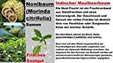 5x NONI Baum Samen Köstlich Frucht Morinda Citrifolia Garten Pflanze selten #253