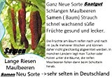 5x Schlangen Maulbeeren Samen Saatgut Rarität Pflanze Garten Obst essbar sehr selten Neuheit #107