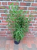 6 x Bambus, Höhe: 70-80 cm ab Topfoberkante, Fargesia murielae "Jumbo", winterharter Gartenbambus !