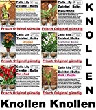 6x Calla Lilien Zwiebel Knolle Original Garten Blume Pflanze Neu Sorten Mix R18-R23