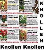 6x Calla Lilien Zwiebel Knolle Original Garten Blume Pflanze Neu Sorten Mix R18-R23