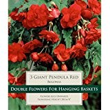 6x "Giant Pendula" Hängende Begonien Knollen Blumenzwiebeln- Große Rote Blüten