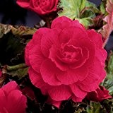 6x Große Gefüllte Begonien Knollen/ Blumenzwiebeln- Rosa